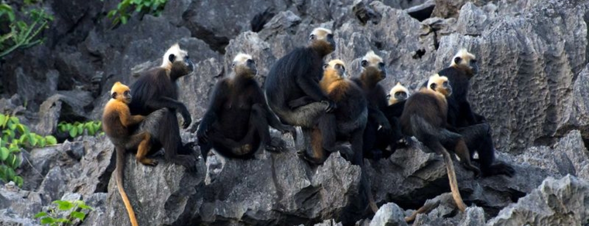 Cat Ba Langur: The Hidden Treasure of The Island