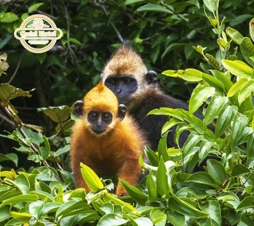 Cat Ba Langur: The Hidden Treasure of The Island