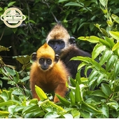 Cat Ba Langur: The Hidden Treasure of The Island