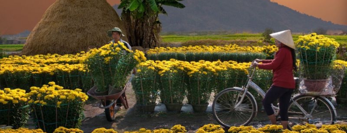 When Is Tet in Vietnam? Tet 2026 Dates & Travel Tips