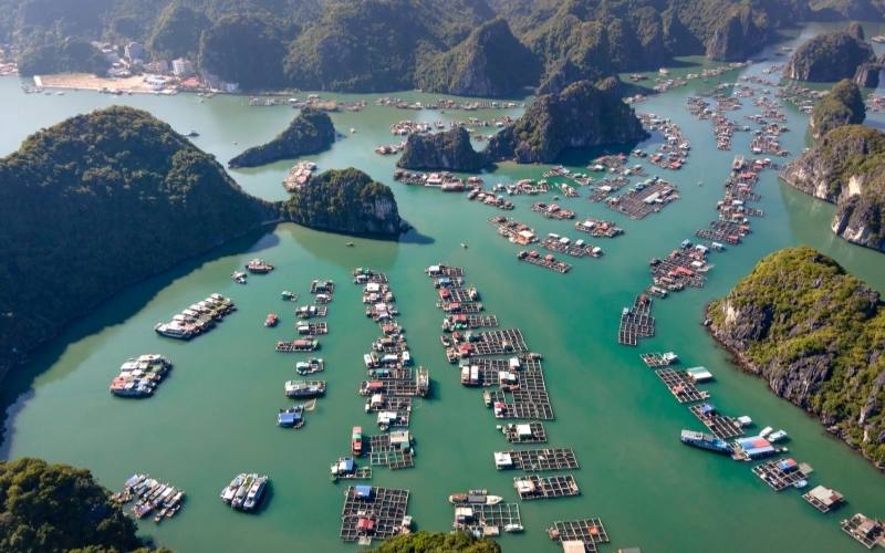 Nhà hàng nổi trên vịnh Lan Hạ Cát Bà