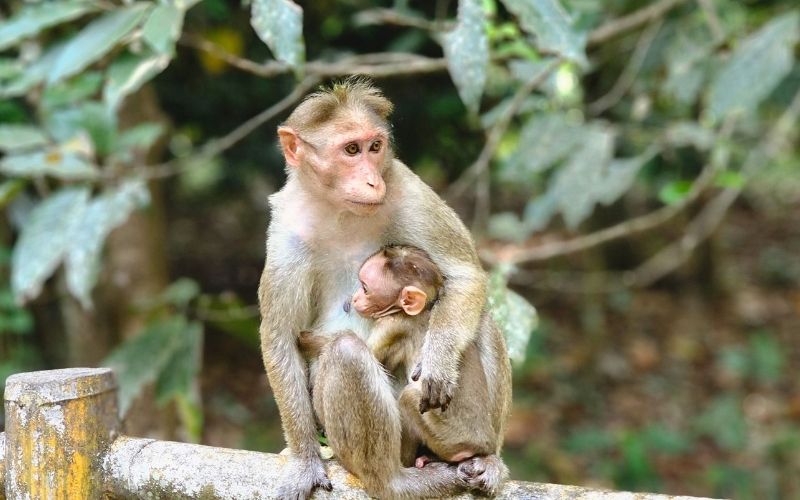 Bãi Cát Dứa Đảo Khỉ Cát Bà